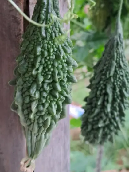 Two bitter gourds growing side-by-side. I can teach you how to manage your vines to encourage more fruiting.