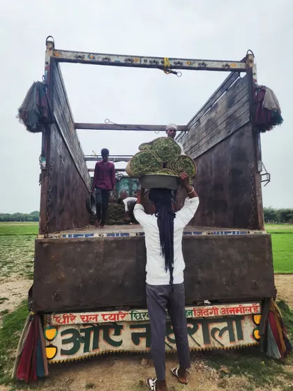 A worker carefully loads rolls of natural grass turf onto a truck. We ensure each roll is handled properly to prevent damage during transit, so it arrives at your site in perfect condition.