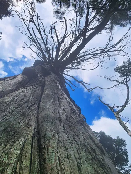A low-angle shot of a massive, ancient tree against the blue sky, showcasing its impressive size and age.