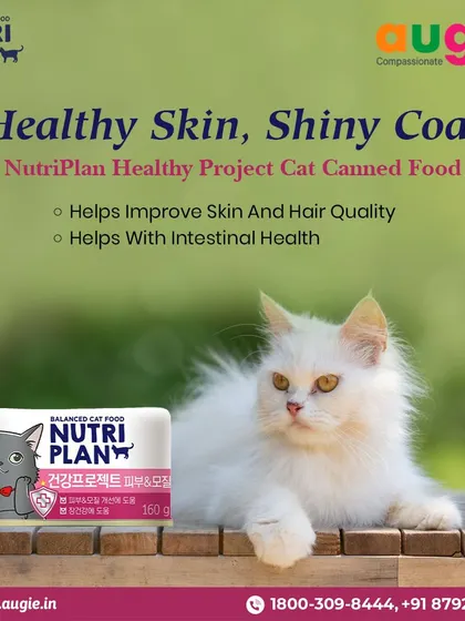 For cats needing extra skin and coat support, I recommend Nutriplan's Healthy Project canned food. It's specifically formulated to improve skin and hair quality while also promoting intestinal health.
