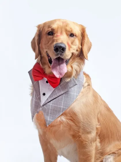 The handsome golden boy Simba celebrating his third birthday in a dapper tuxedo bandana. Even simple props can add so much personality to a birthday portrait.