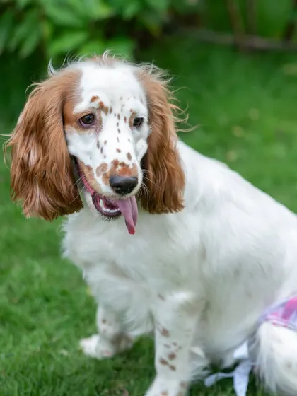 A close-up portrait of Luna the Spaniel, with her long, floppy ears and sweet, freckled face. Outdoor settings provide a relaxed atmosphere for capturing your pet's natural expressions.