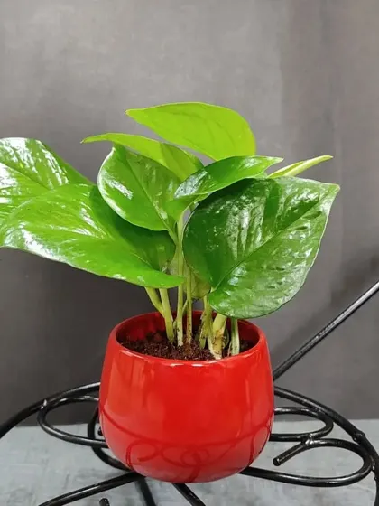 A classic Money Plant (Pothos) in a bright red ceramic pot. Known for bringing good fortune, this is a popular and meaningful gift for any occasion.