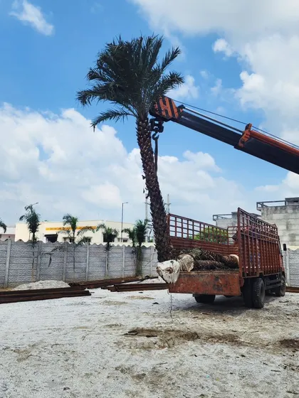 A crane lifts a mature Date Palm tree from our truck at a client's site. This is how we create instant tropical vibes and transform gardens.