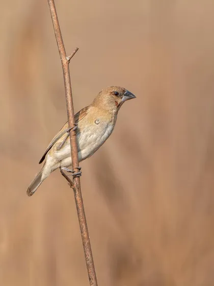 An Indian Silverbill, a tiny finch often found in grassy areas. Its simple beauty is captured here against a soft, uniform background.