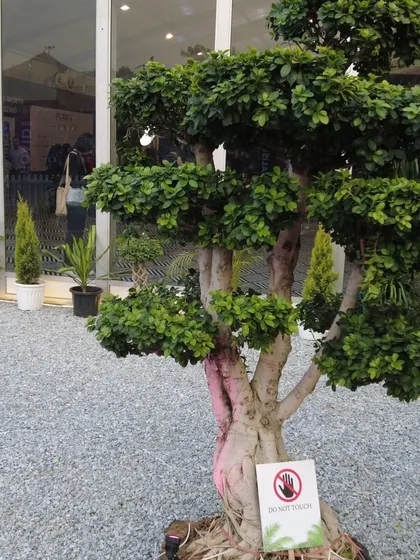 One of our prized Bonsai trees on display at the FOAID event. These living works of art always attract a lot of attention and admiration.