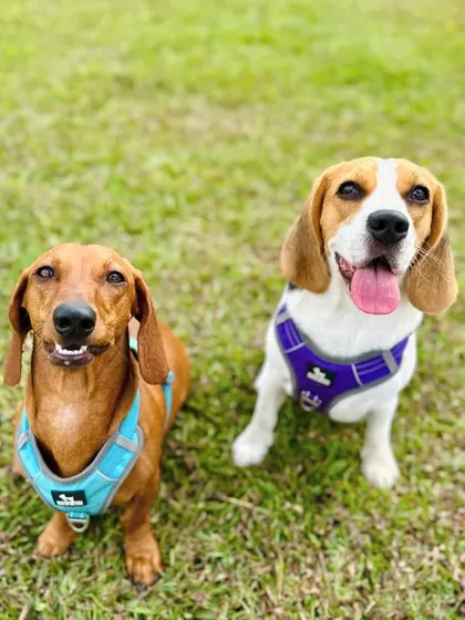 The adorable faces of Coconut the dachshund and Butters the beagle, two of our favorite regular visitors.
