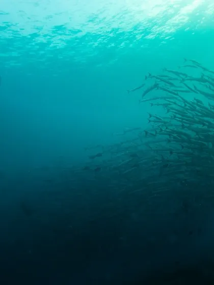 A freediver swims alongside a massive school of barracuda in Sipadan. The scale of the marine life here is simply mind-boggling.