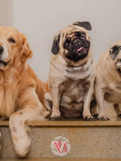 A trio of trouble! Getting a golden retriever and two pugs to pose together on the stairs was a fun challenge that resulted in a classic family portrait.
