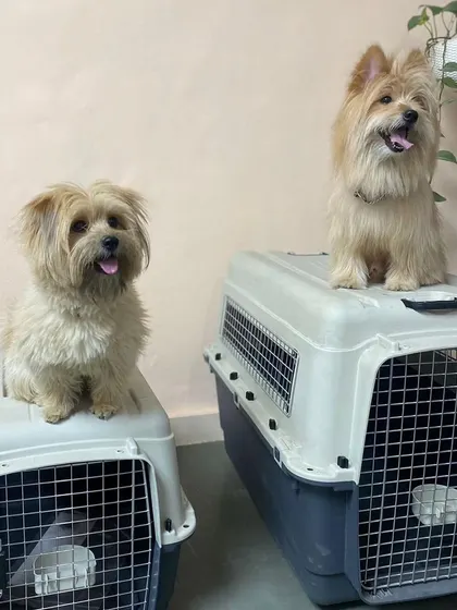 Two happy dogs, two crates, ready to go! I love the energy and excitement that comes with every new journey.