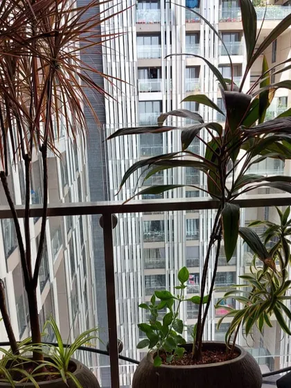 Tall, dramatic plants like Dracaena are perfect for adding height and a touch of architectural beauty to a balcony garden.