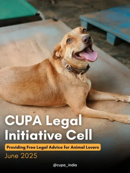 A look at the work my Legal Initiative Cell does, providing free legal advice for animal lovers and fighting for their rights in court.