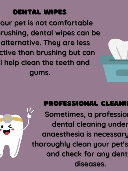 If brushing is a struggle, dental wipes are a good alternative. For a deep clean, a professional session is sometimes necessary to prevent dental diseases.