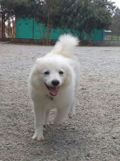 A beautiful white Spitz with a happy, friendly expression. It's a joy to host such wonderful dogs.