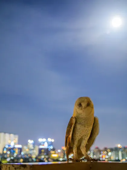 Using a slow shutter speed, we captured this Barn Owl against the moonlit city skyline, a testament to their adaptability in urban environments.