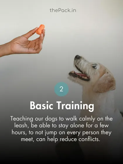Basic training is a cornerstone of responsible pet ownership. Teaching commands like calm leash walking and not jumping on people helps prevent conflicts and makes for a better-behaved canine citizen.