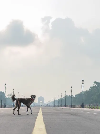 An Indie dog walking down the iconic Kartavya Path in Delhi. This powerful image was part of my "Tails of the World" project.