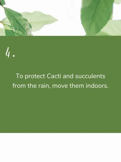 Monsoon Care Tip 4: Protect your desert dwellers. Cacti and succulents are sensitive to too much water, so it's best to move them indoors or to a sheltered spot during heavy rains.