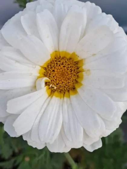 Another white Chrysanthemum.