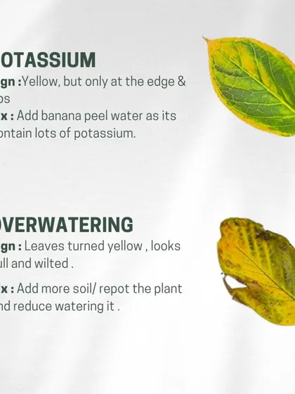 Yellowing just at the tips and edges could mean a potassium deficiency, which can be helped with banana peel water. If the whole leaf turns yellow and wilts, you may be overwatering.