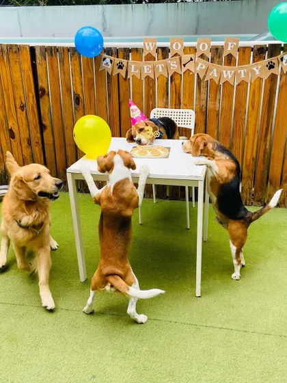 It’s a Pawty! We love celebrating birthdays and special moments. Here’s a fun-filled dog birthday party where the birthday beagle and friends are getting ready to enjoy a special cake.