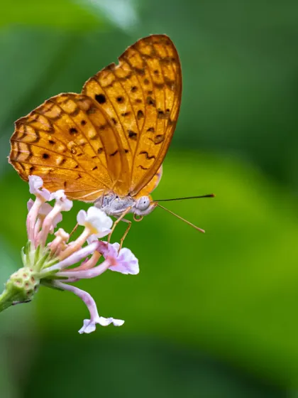 A Common Leopard butterfly feeding on a wildflower. I love photographing butterflies, and Big Butterfly Month is the perfect time to celebrate their delicate beauty.