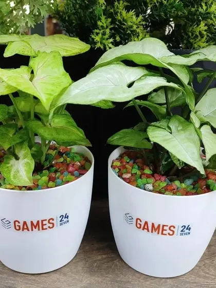 A pair of Syngonium plants with different leaf patterns, prepared as eco friendly gifts for Games 24x7.