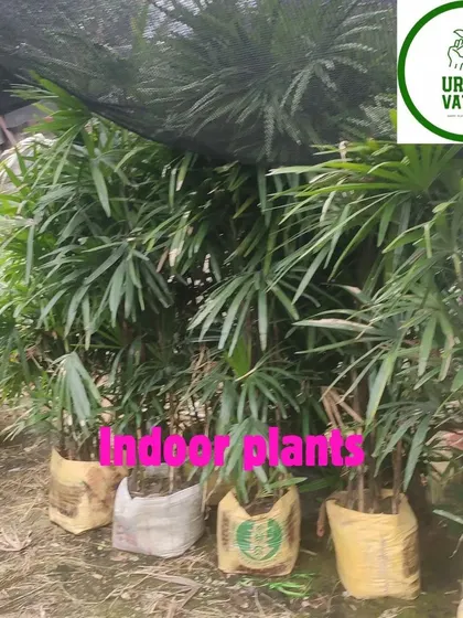 These larger Rhapis Palms are perfect for making a statement in a spacious room or entryway.