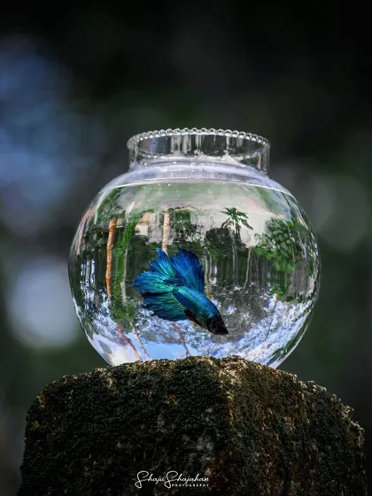 A vibrant blue betta fish swims inside a clear glass bowl, which reflects and refracts the surrounding greenery. This is a beautiful and well-composed still life photograph.