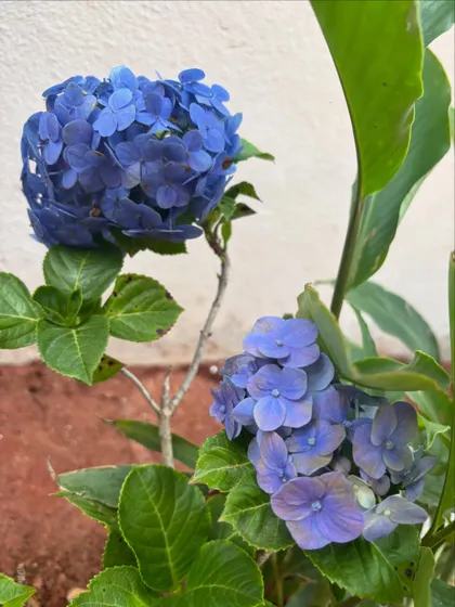 The deep blue of this hydrangea bloom is just stunning. These flowers can be a bit tricky, but when they are happy, they produce these large, beautiful flower heads that are a real showstopper in any garden.