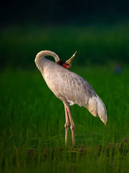 The beautiful curve of the Sarus Crane's neck as it reaches back to groom its feathers, highlighted by the soft morning light.