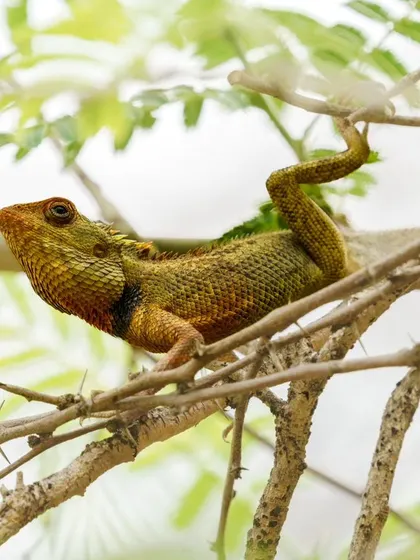 A duplicate of the colorful garden lizard, showcasing its unique posture and vibrant scales.