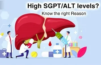 High SGPT levels require a deeper look. This graphic explains why it's crucial to identify the cause, manage inflammation, and monitor heart health when these liver enzymes are elevated.