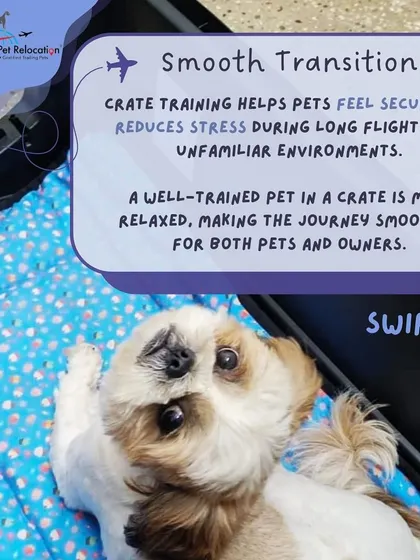 Crate training helps your pet feel secure and reduces stress during long flights. A well-trained pet is a more relaxed pet, making the journey smoother for everyone involved.
