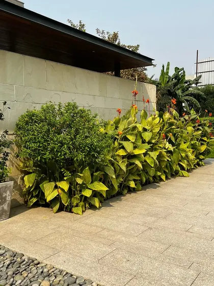 A beautiful border of Canna lilies and a topiary tree at the Sultanpur farmhouse, adding color and sculptural form to the edge of the lawn.