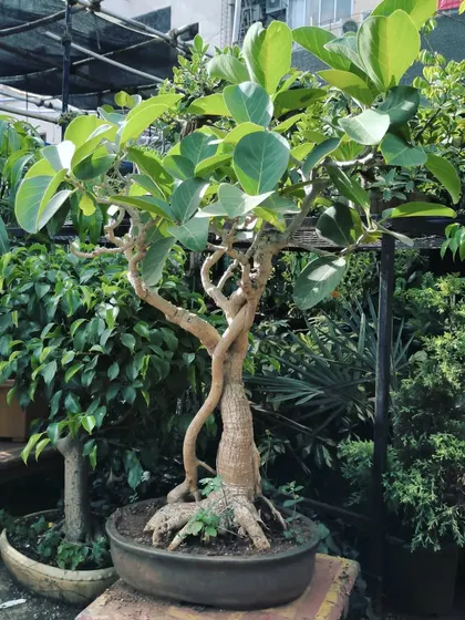 This beautiful Banyan Tree bonsai has been sold to a new home. We take pride in styling and finding the right caretakers for these special trees.