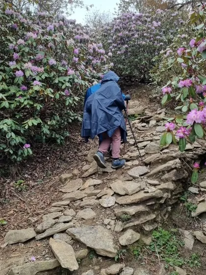 A trekker navigates a rocky, uphill path during our Kedarnath trek. The trail is lined with blooming rhododendron bushes, showcasing the beautiful flora you'll encounter on our guided mountain walks.