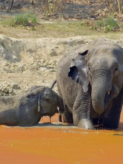 A quiet, reflective moment between two elephants at the waterhole.