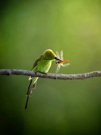 A Green Bee-eater with a dragonfly in its beak. The beautiful side-lighting highlights the iridescent colors of both the bird and its prey.