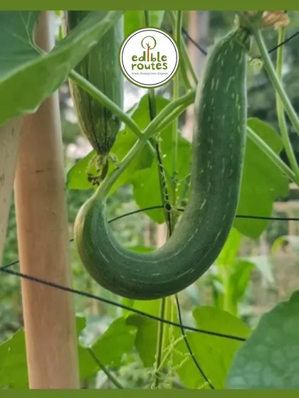 This is a ridge gourd, or tori, one of the many gourds I grow during the summer months. It's a versatile vegetable that's a staple in many Indian kitchens.