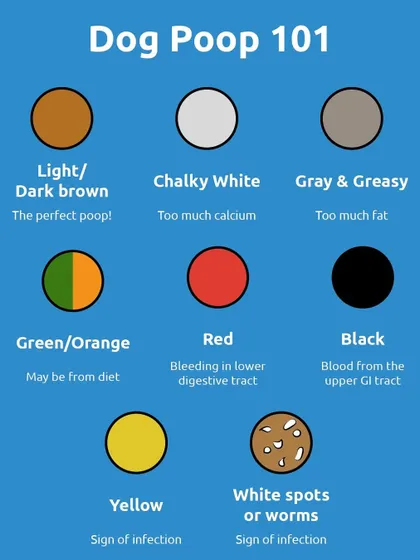 Let's talk poop. This handy color chart helps you decode what your dog's stool is telling you about their health. Light brown is perfect, but colors like red, black, or yellow could signal a problem.