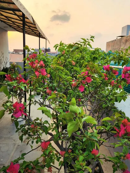 A blooming Bougainvillea on a terrace, enjoying the evening sun. We specialize in selecting plants that thrive in rooftop and balcony conditions.