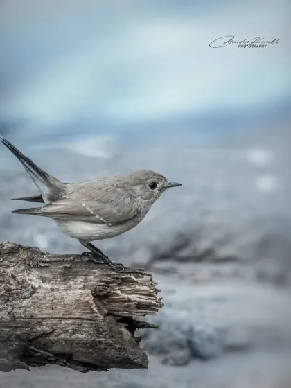 An artistic take on a Red-breasted Flycatcher, with a cool, desaturated colour palette that gives the image a moody and atmospheric feel.