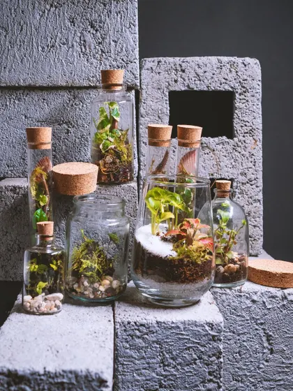 Terrariums come in all shapes and sizes. This collection showcases a variety of small, bottled ecosystems, perfect for gifting or decorating small nooks and office desks. Each one is a tiny, self-contained world.