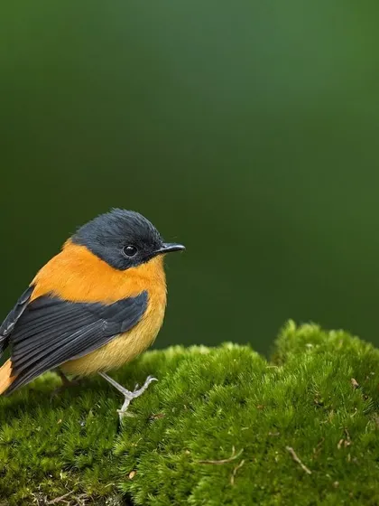 A beautifully composed shot of the Black-and-orange Flycatcher.
