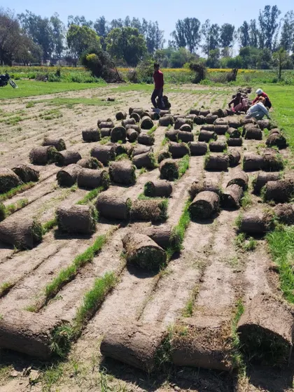 Rolls of turf ready for loading, with our team working in the background. This is a typical day at our farm.