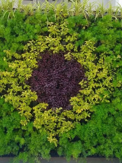 A vertical garden with a custom design. Here, I used plants with different colors to create a circular pattern, showing how we can create living art on your wall.