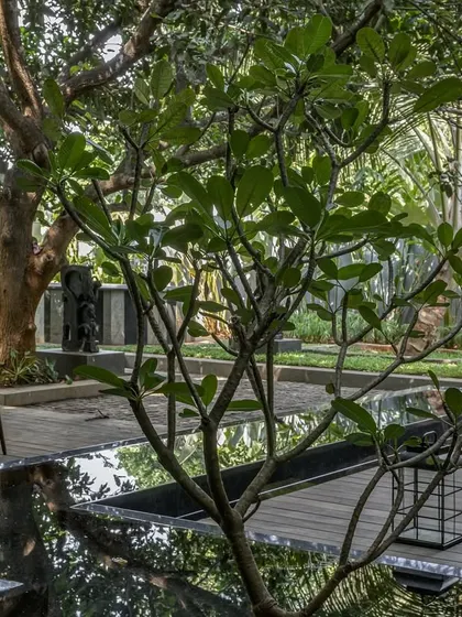 A close-up of the tranquil waterbody and deck at the 'Mango Tree Yard' project. The reflection of the trees in the water and the use of natural materials like wood and stone create a multi-sensory experience of nature.