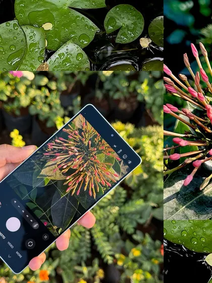 A behind-the-scenes shot of me capturing macro photos of flowers with my phone. This demystifies the process and shows the simple tools I use to create detailed images.