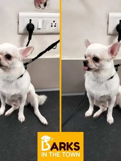 This adorable white Chihuahua is looking sharp and alert after its grooming session. We handle small and delicate breeds with the utmost care.